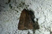 Xestia xanthographa
