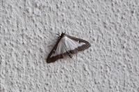 Cydalima perspectalis