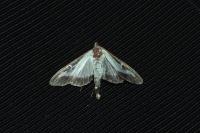Cydalima perspectalis