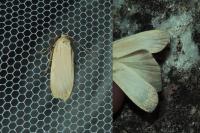 Katha depressa