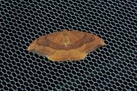 Watsonalla cultraria