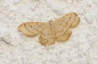 Idaea aversata