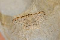 Idaea aversata