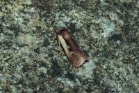 Ochropleura plecta