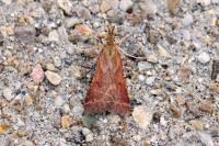 Synaphe punctalis