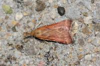 Synaphe punctalis