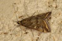 Loxostege sticticalis