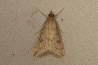 Udea numeralis