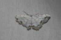 Scopula ornata