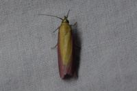 Oncocera semirubella