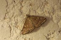 Loxostege sticticalis