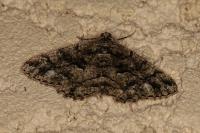 Peribatodes ilicaria ilicaria