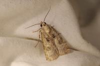 Epilecta linogrisea