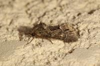 Thalpophila matura