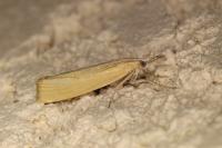 Xanthocrambus