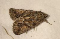 Thalpophila matura