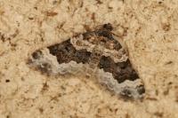 Epirrhoe galiata