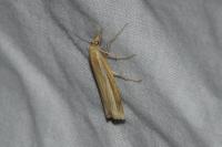 Agriphila tristella