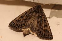 Tholera decimalis