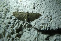 Eupithecia