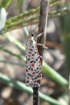 Utetheisa pulchella