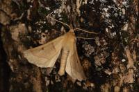 Crocallis elinguaria