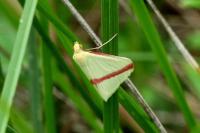 Rhodometra sacraria