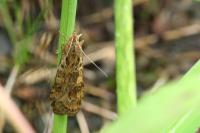 Nomophila noctuella