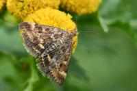 Pyrausta despicata despicata