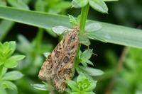 Nomophila noctuella