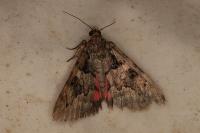 Catocala coniuncta