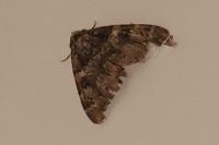 Catocala coniuncta