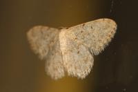 Idaea alyssumata