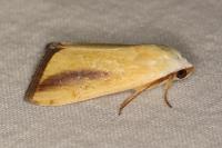 Pardoxia graellsii