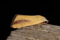 Pardoxia graellsii