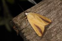 Pardoxia graellsii