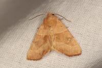 Atethmia centrago