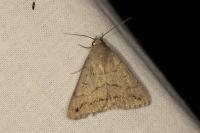 Clytie illunaris
