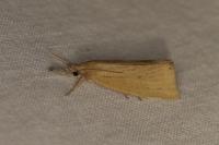 Chilo luteellus