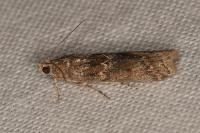 Ancylosis oblitella