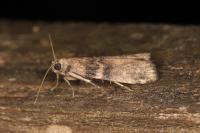 Euzophera pinguis