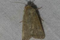 Hoplodrina ambigua