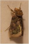 Diachrysia chrysitis