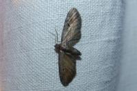 Eupithecia icterata