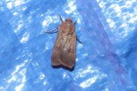 Peridroma saucia