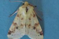 Cirrhia icteritia