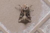 Luperina dumerilii