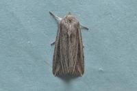 Mythimna riparia