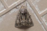 Thalpophila matura