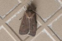 Xestia xanthographa